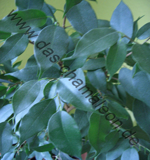 Ficus Benjamina oder auch Birkenfeige in der Nahaufnahme